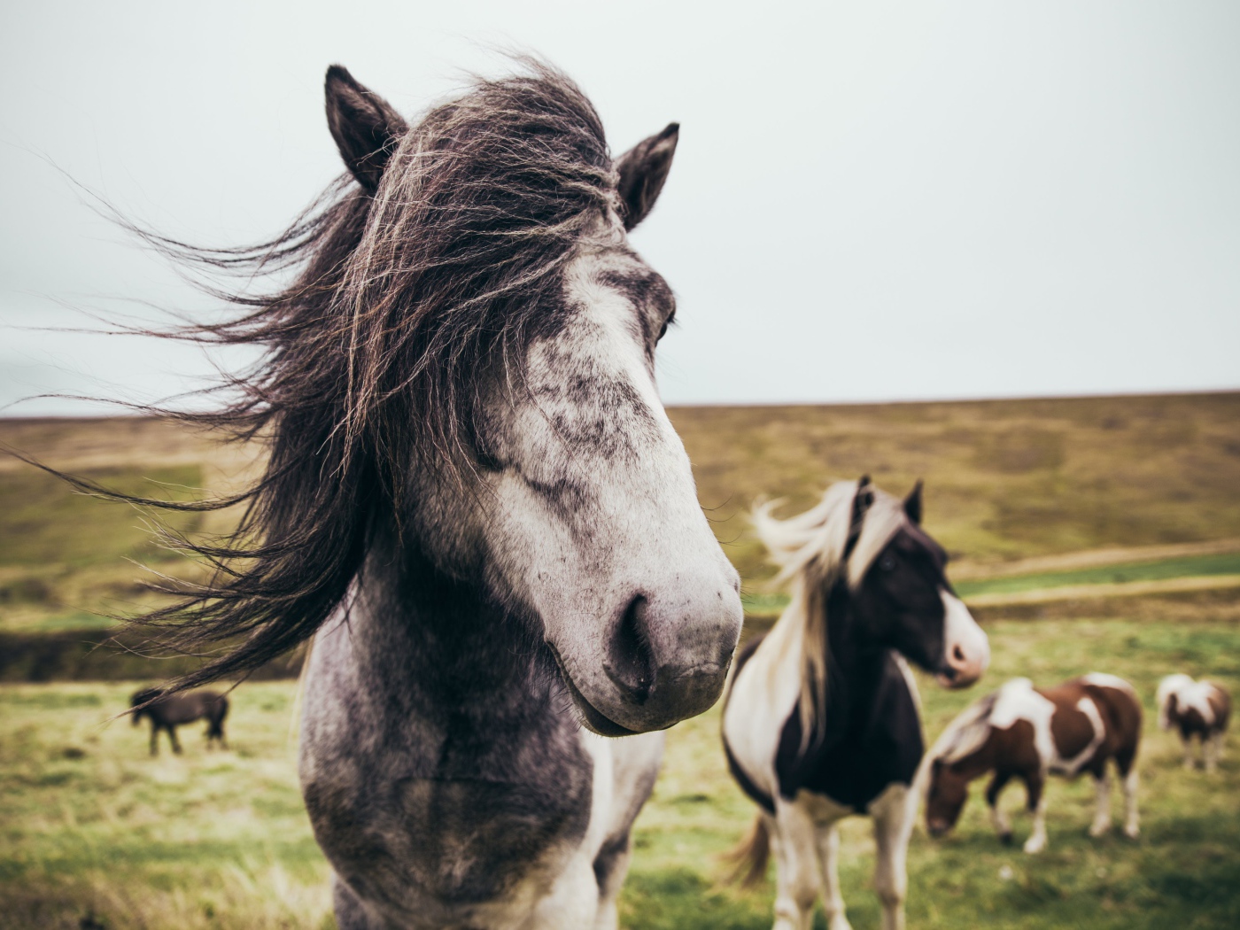 Табун красивых лошадей на поле