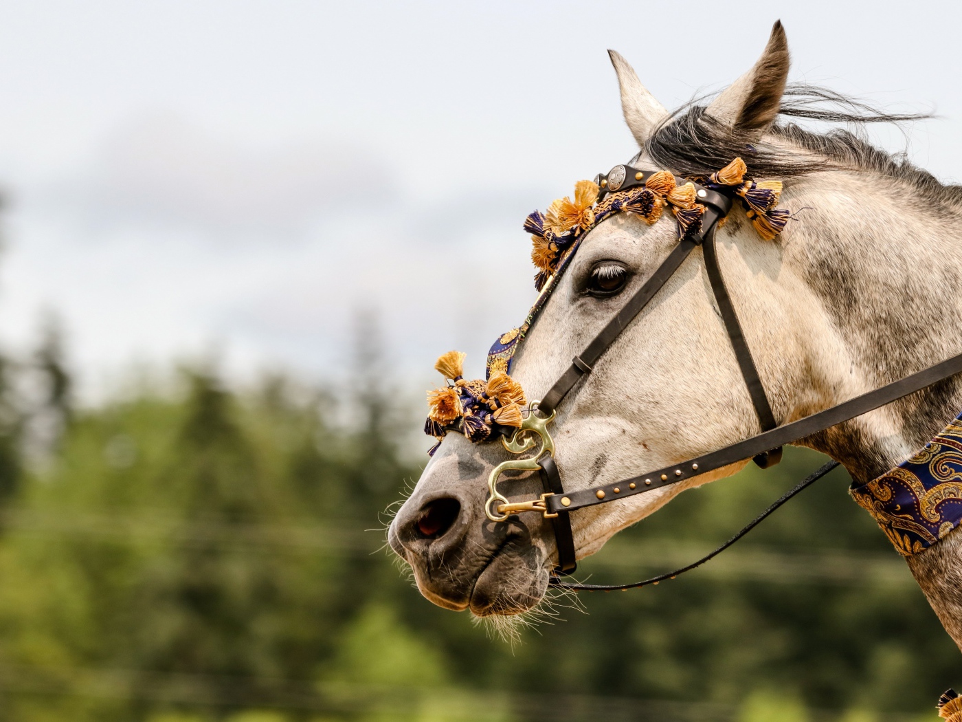 Лошадь с украшениями на лице 