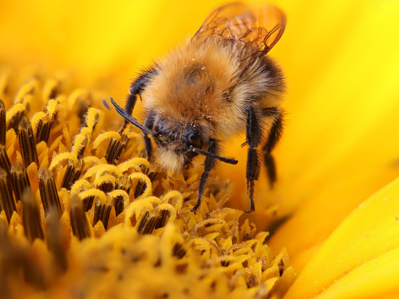 Пчела собирает сладкий нектар на цветке подсолнуха