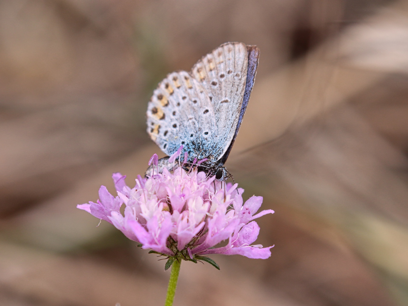 Красивая голубая бабочка на розовом цветке