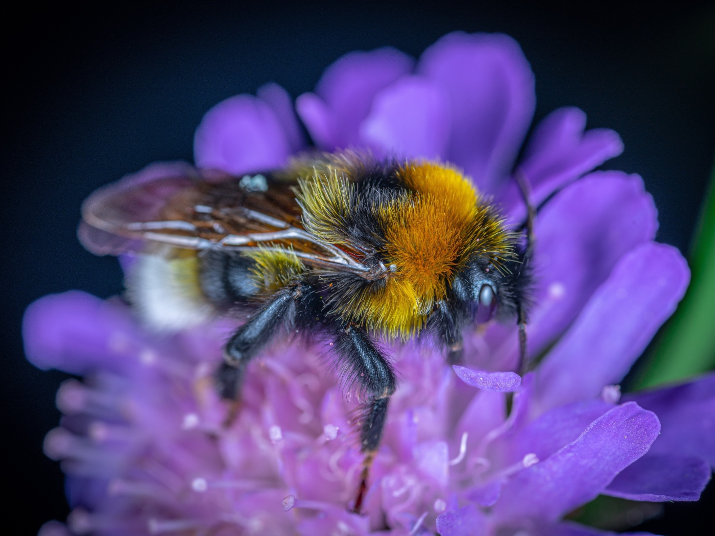 Пчела сидит на фиолетовом цветке 