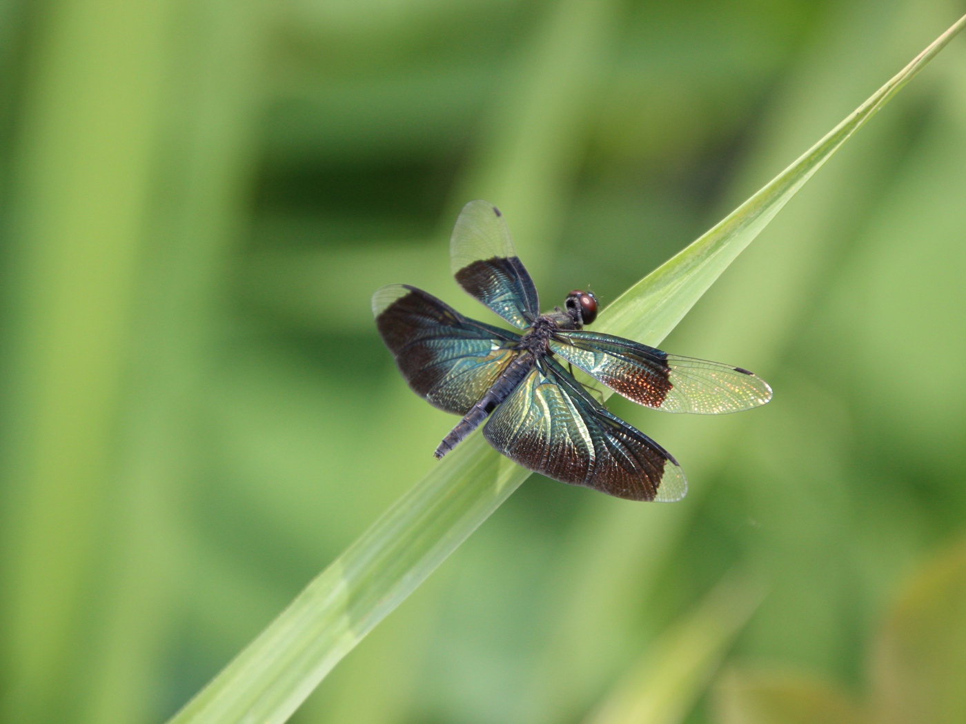 Большая голубая стрекоза сидит на зеленой траве