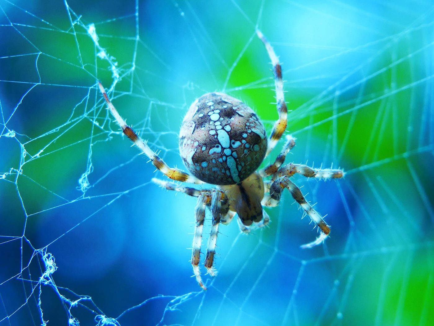 Большой паук на паутине крупным планом