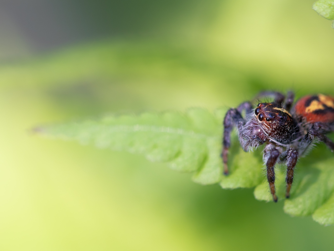 Большой паук сидит на зеленом листе