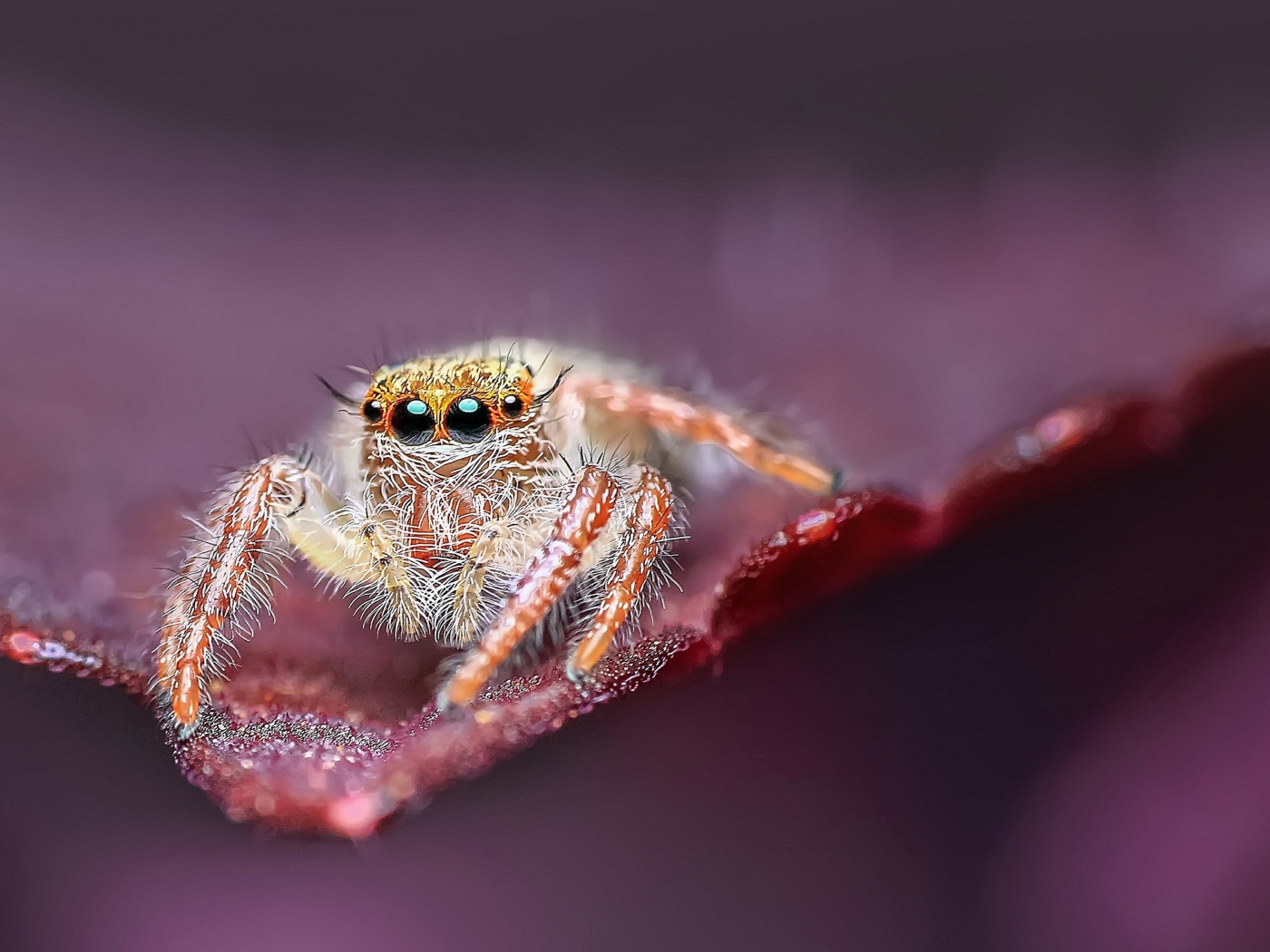 Большой паук с черными глазами охотится на листе