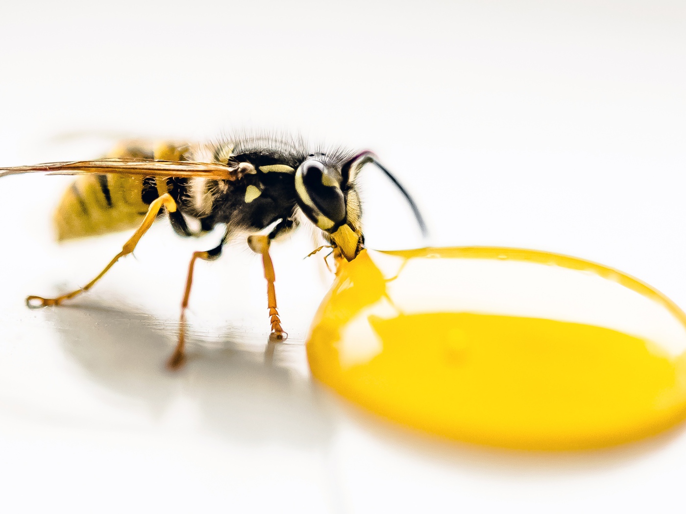 Большая желтая оса ест мед на белом фоне