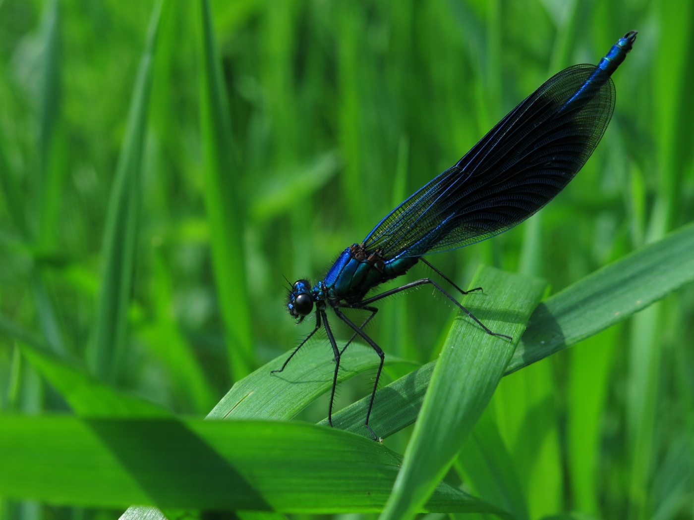 Black dragonfly sits on the green grass.