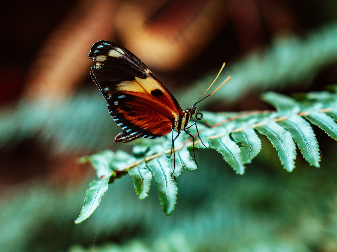 Бабочка сидит на зеленом листе папоротника 