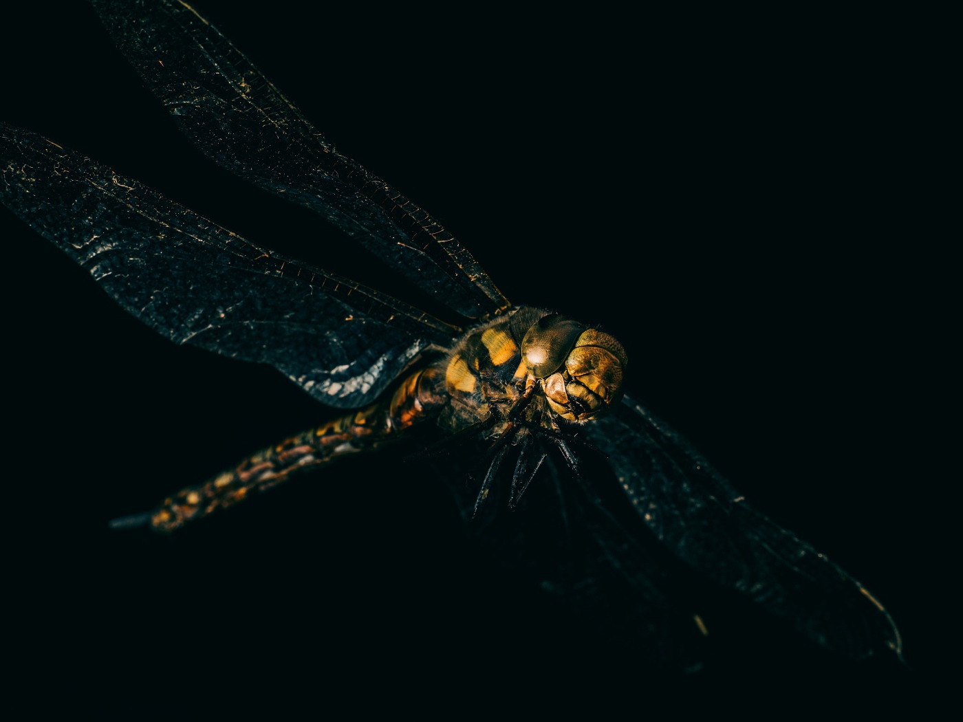 Стрекоза на черном фоне крупным планом