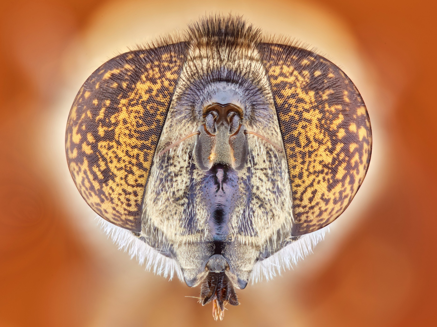 Муха под микроскопом 