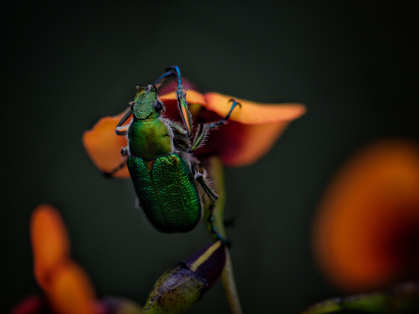 Зеленый жук сидит на цветке