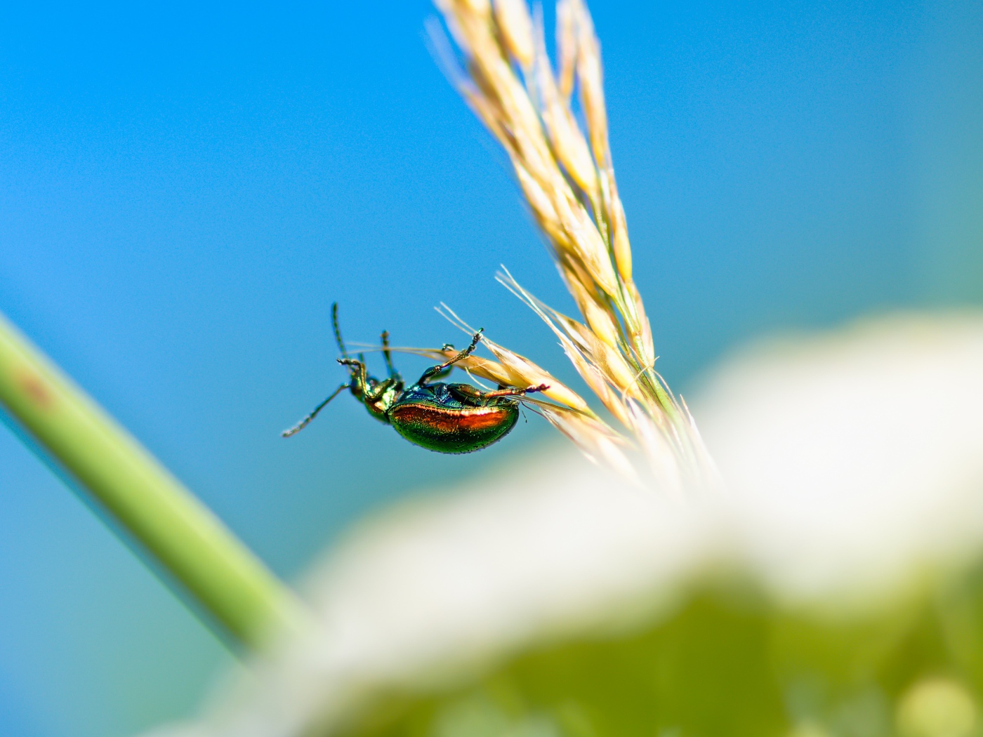 Зеленый жук бронзовка на траве 
