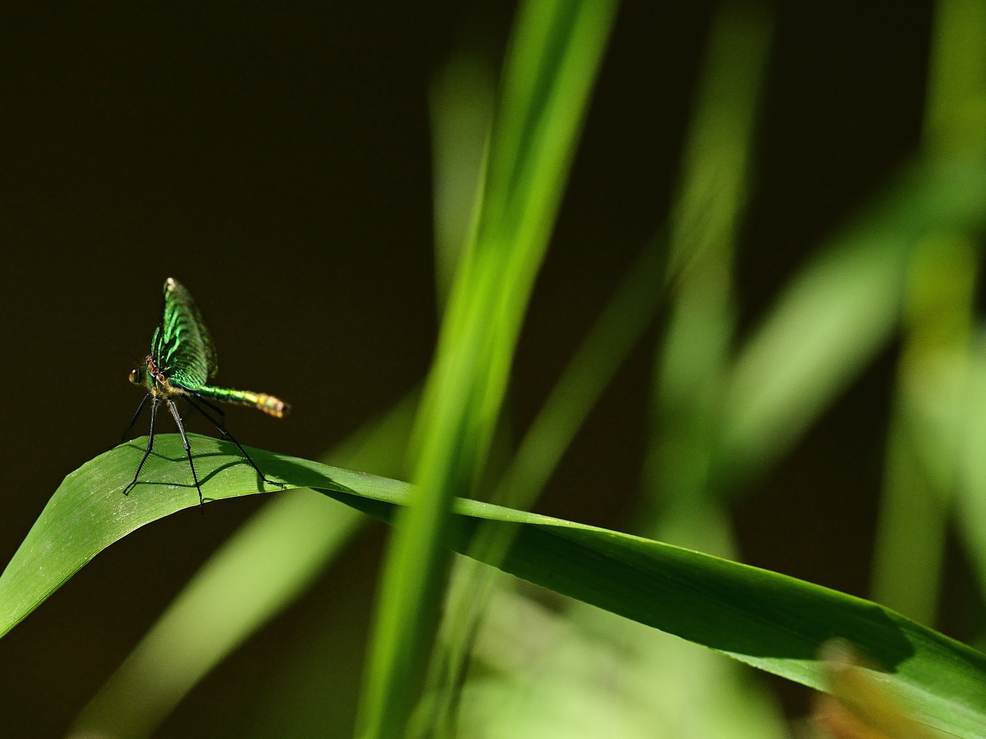 Зеленая стрекоза сидит на траве на черном фоне