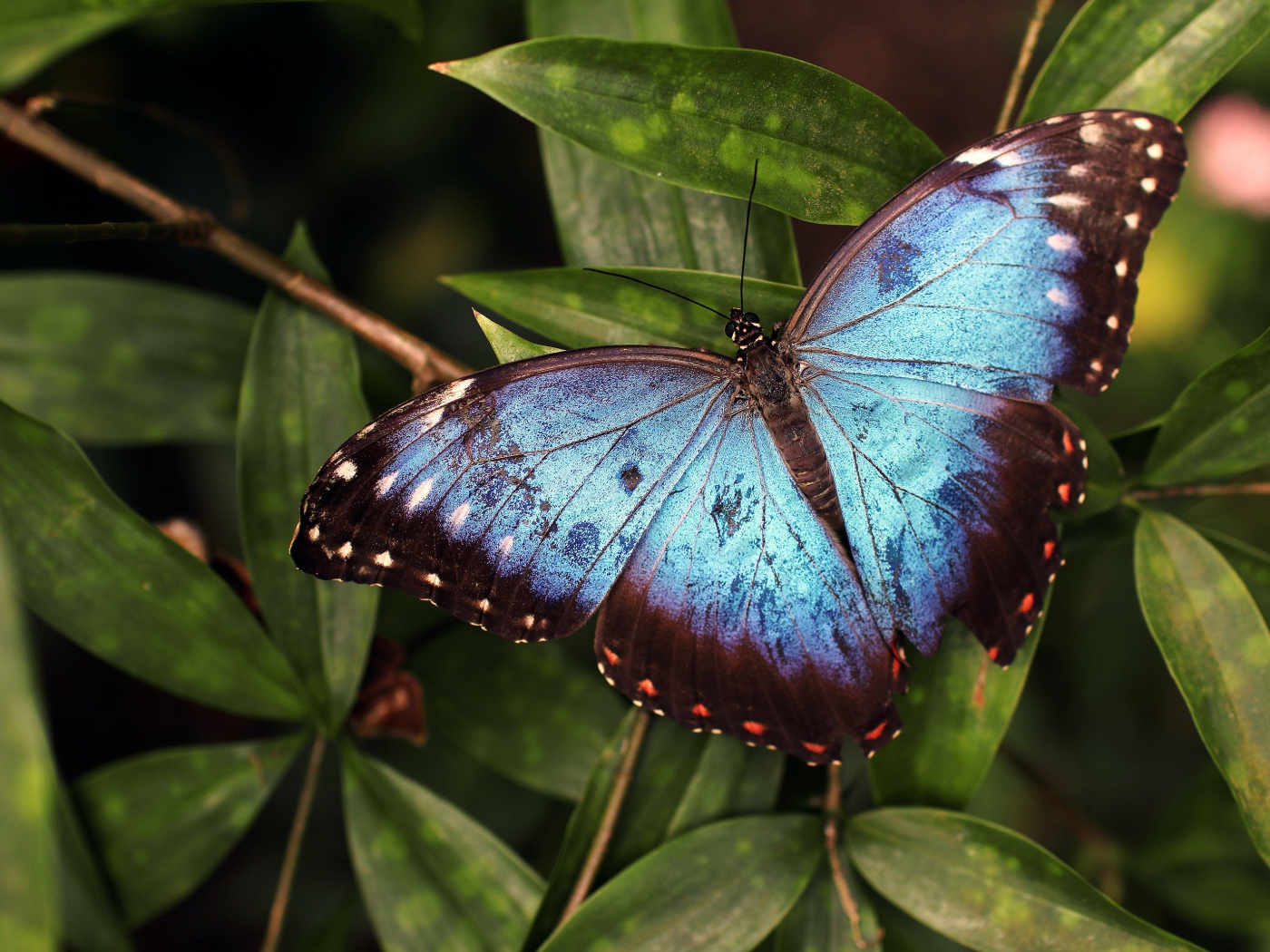 Большая голубая бабочка сидит на зеленом листе 
