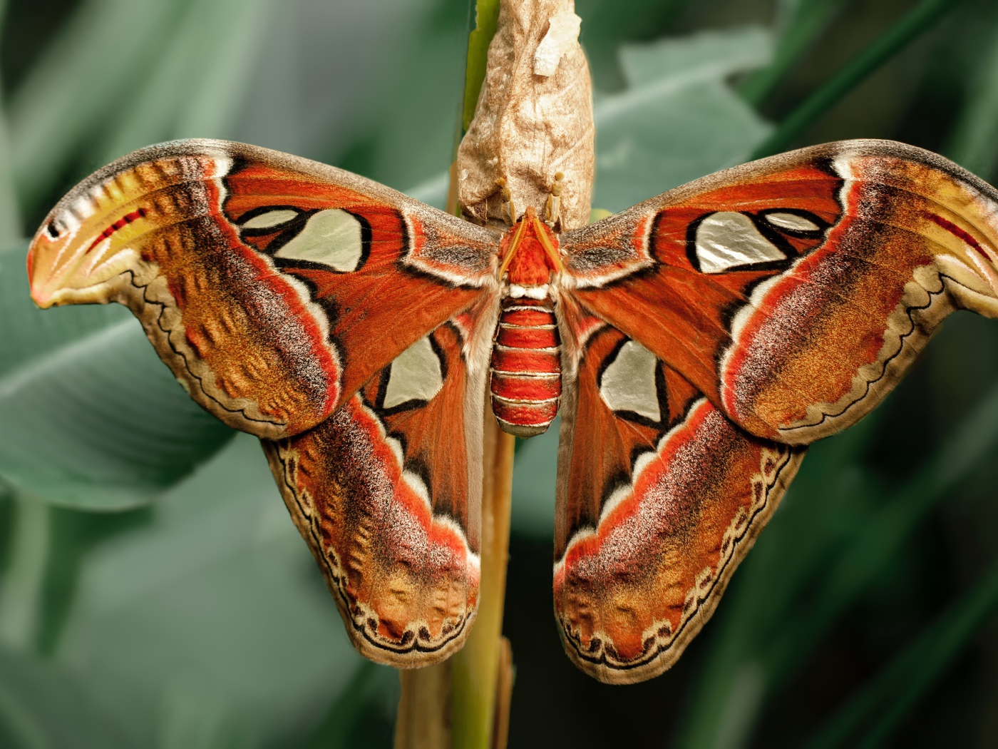 Большая бабочка с коконом на ветке 
