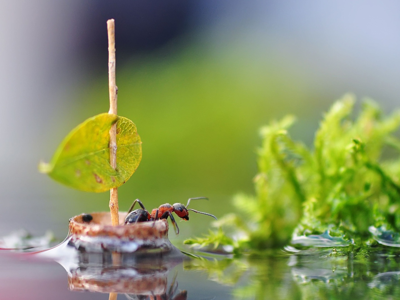 Маленький муравей плывет на плоту по воде