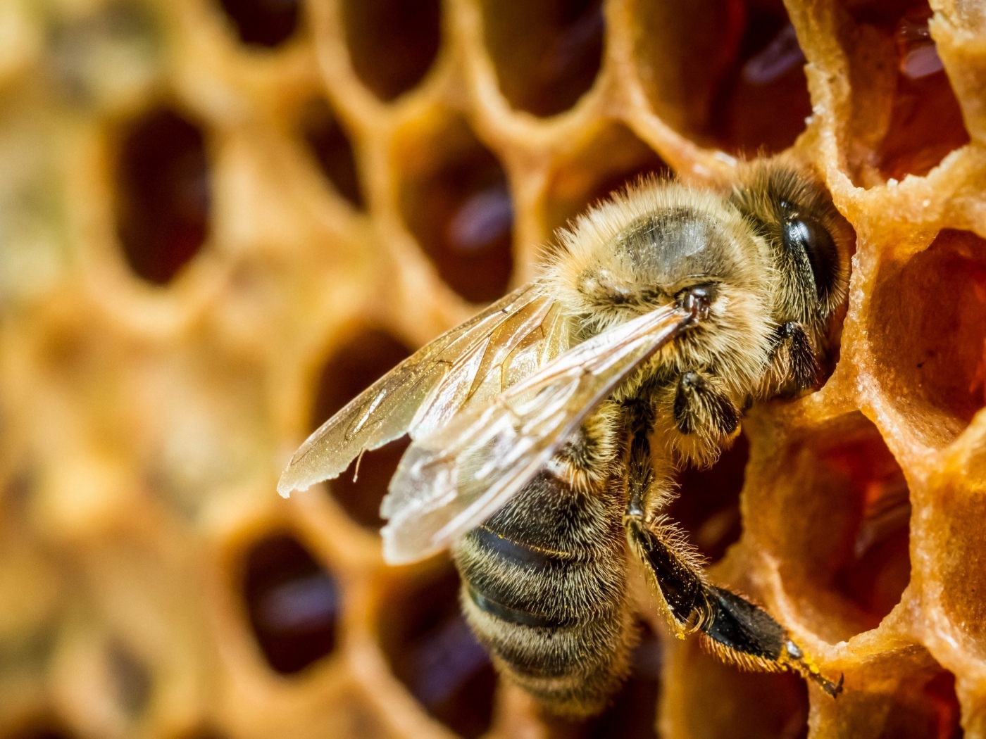 Маленькая пчела в сотах крупным планом