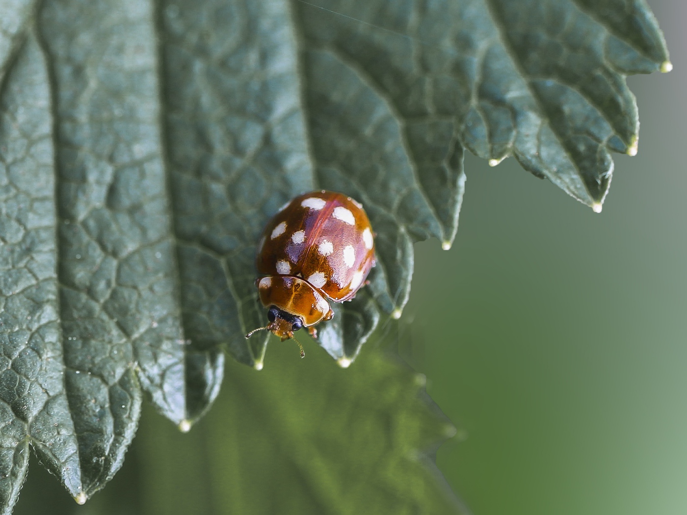 Маленькая божья коровка на зеленом листе  крупным планом