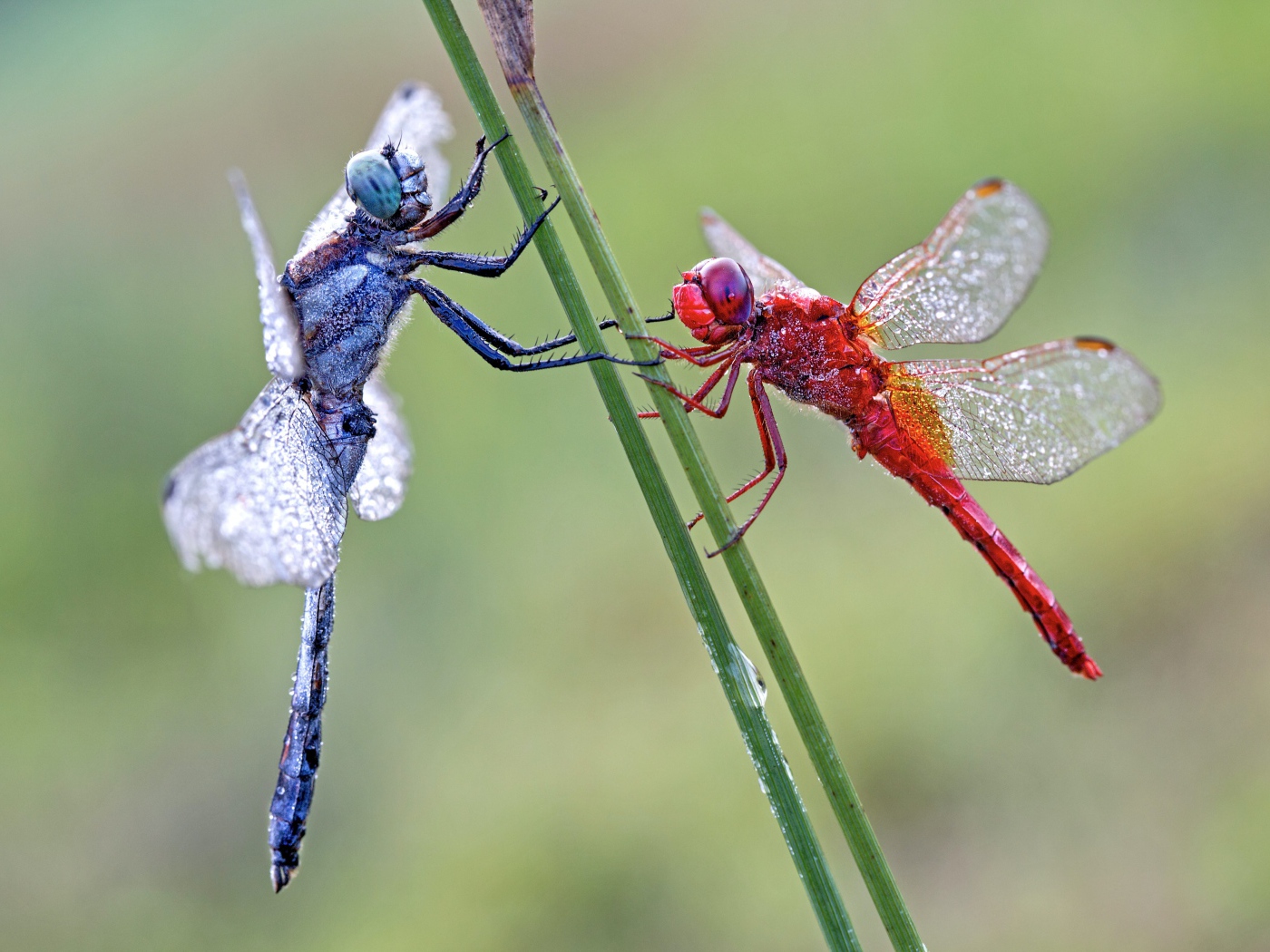 Две стрекозы сидит на зеленой траве