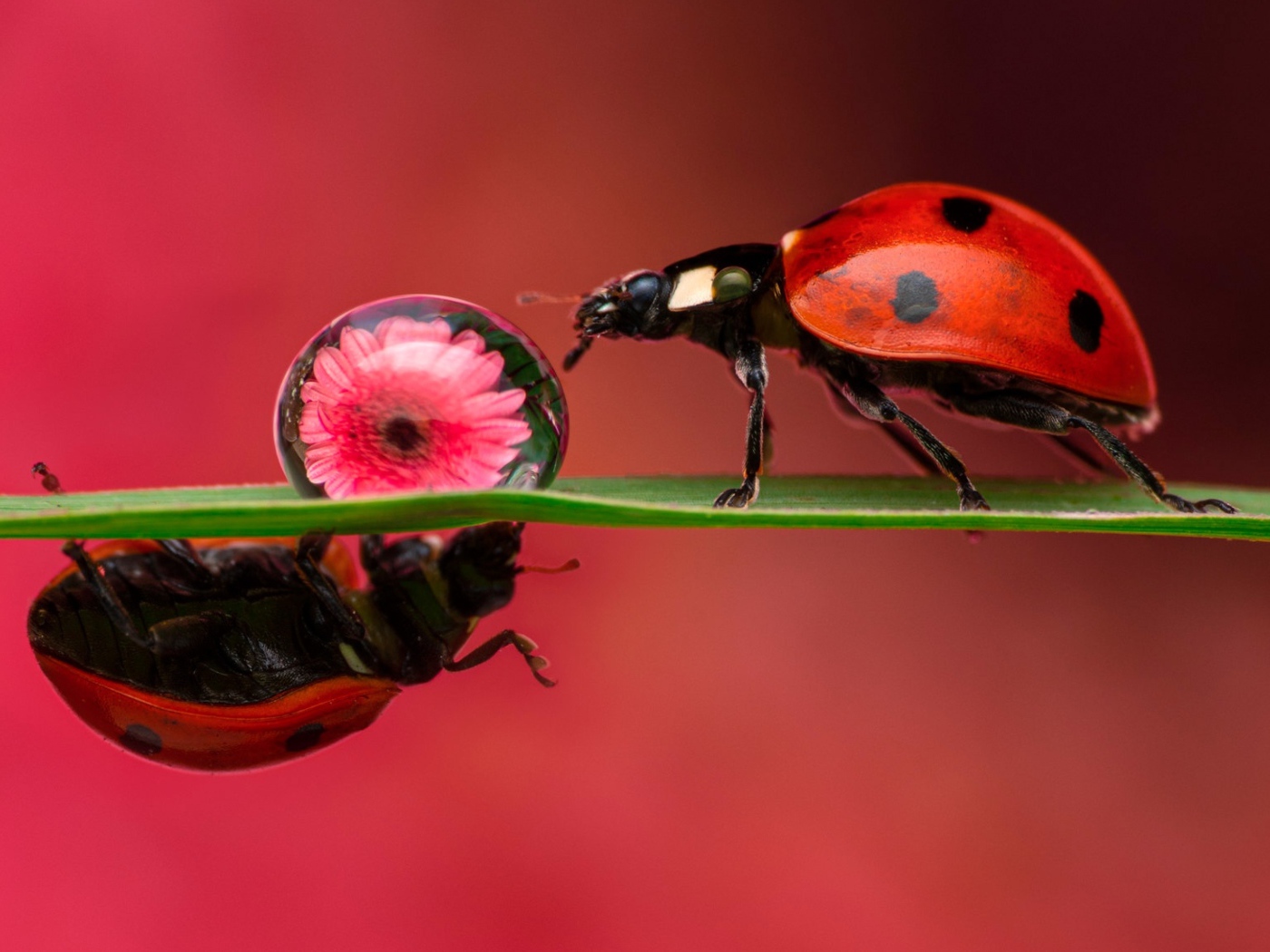 Две божьих коровки на зеленом листе с каплей росы
