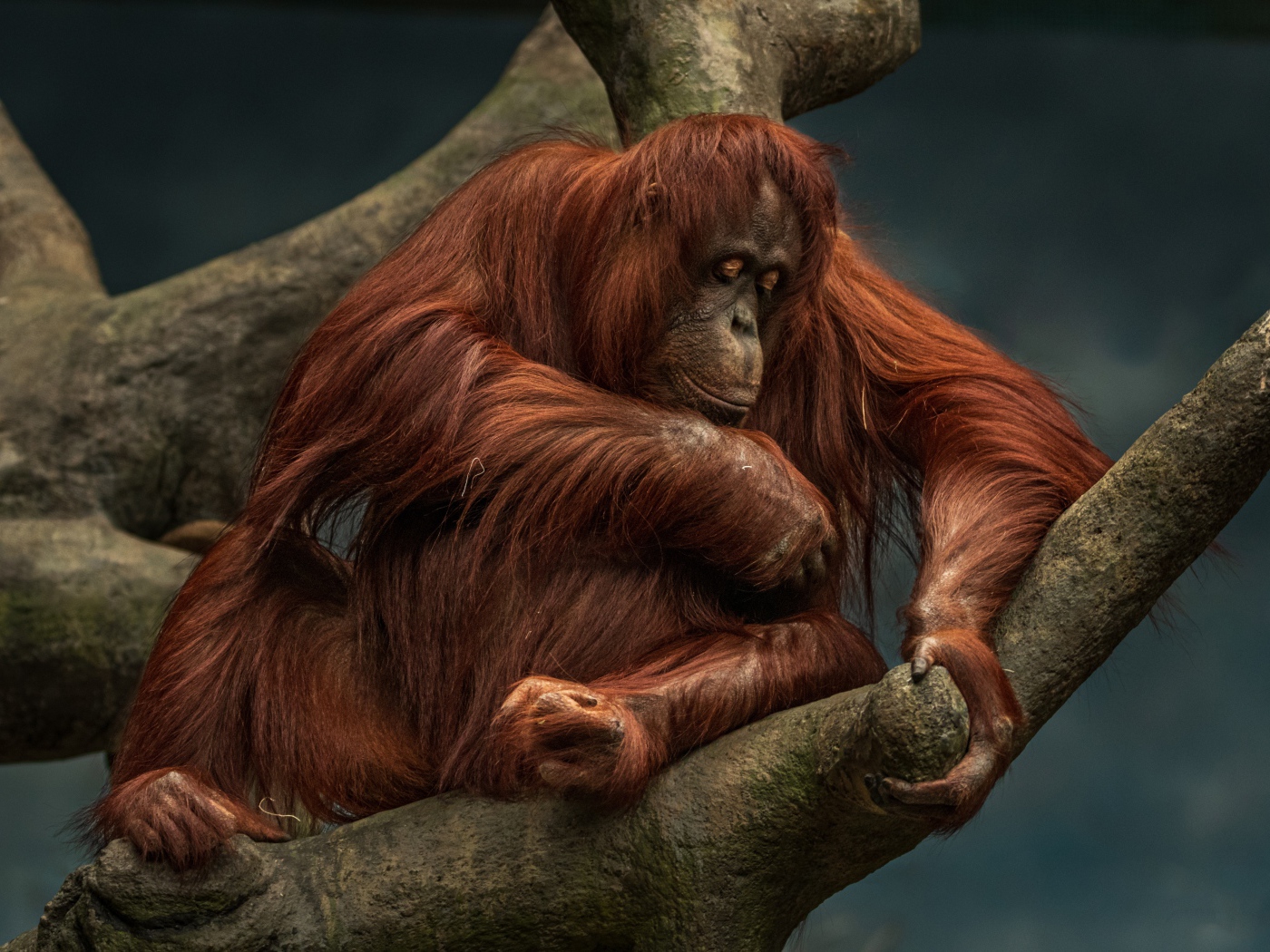 Большой орангутанг сидит на дереве 