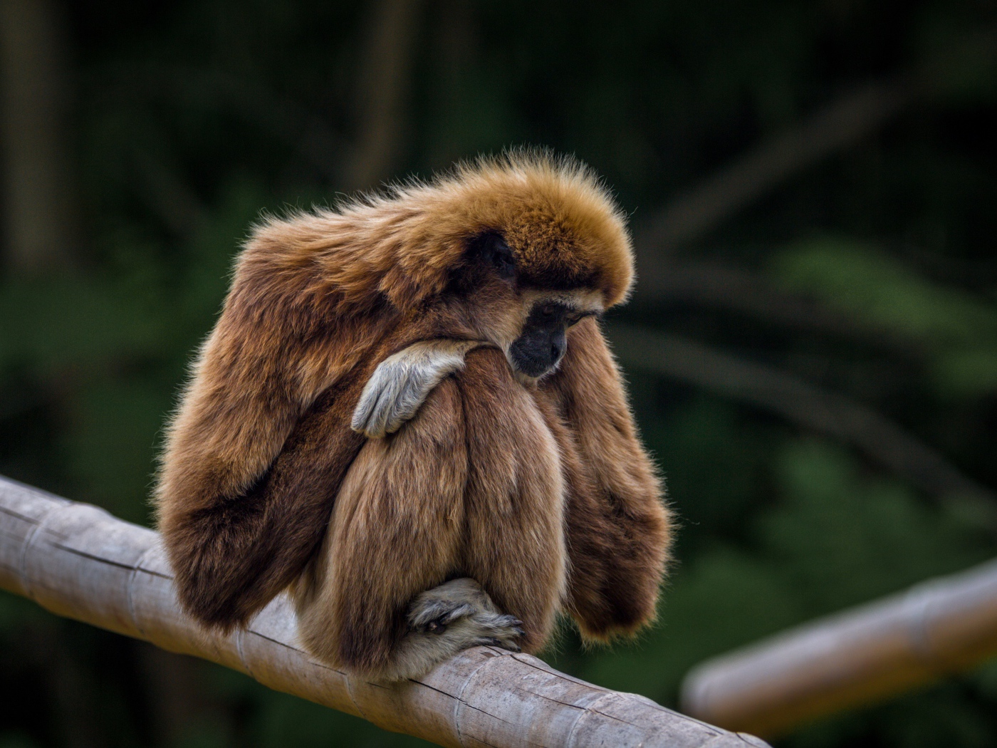 Гиббон сидит на ветке дерева