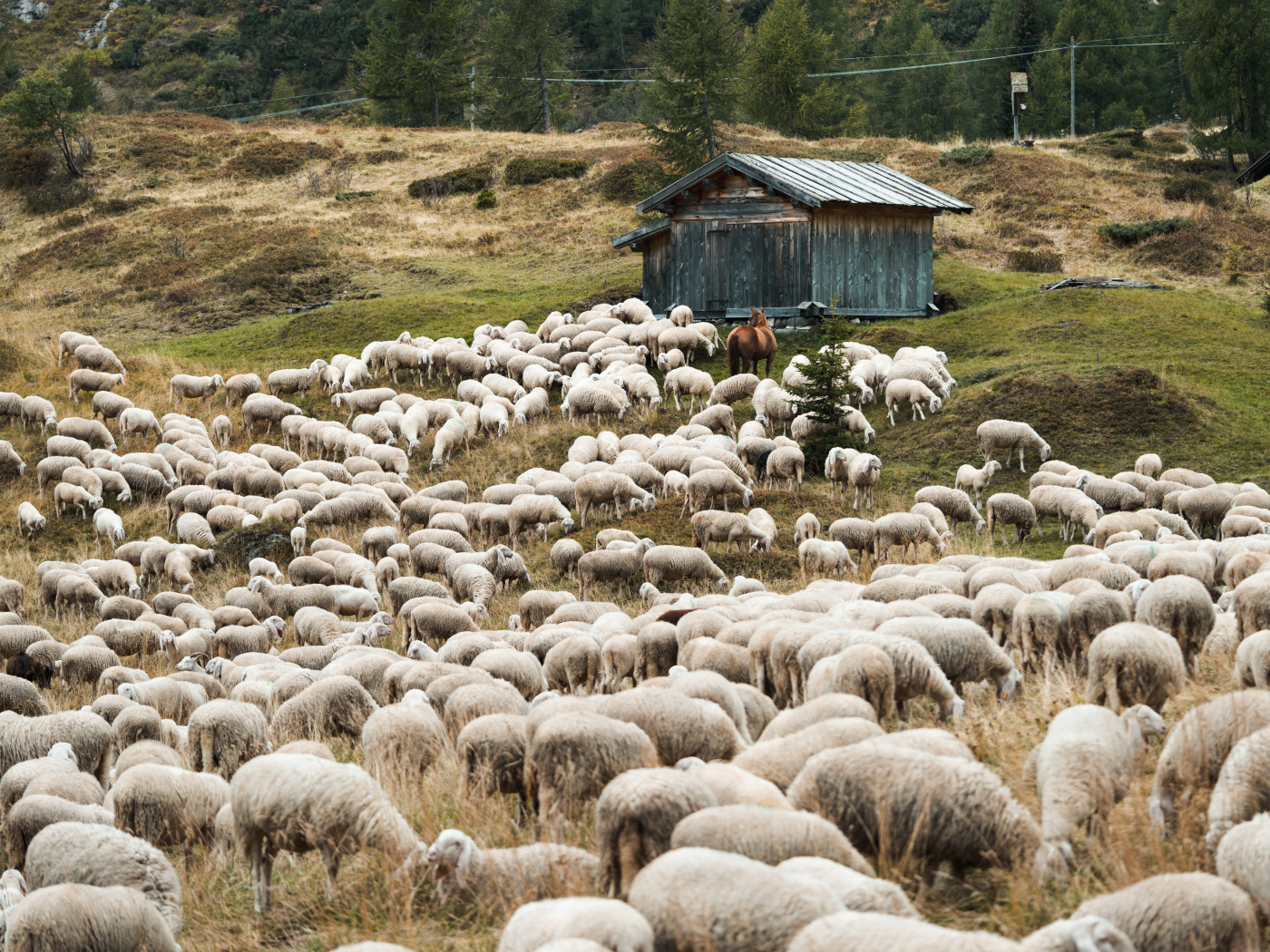 Стадо овец пасется на природе 