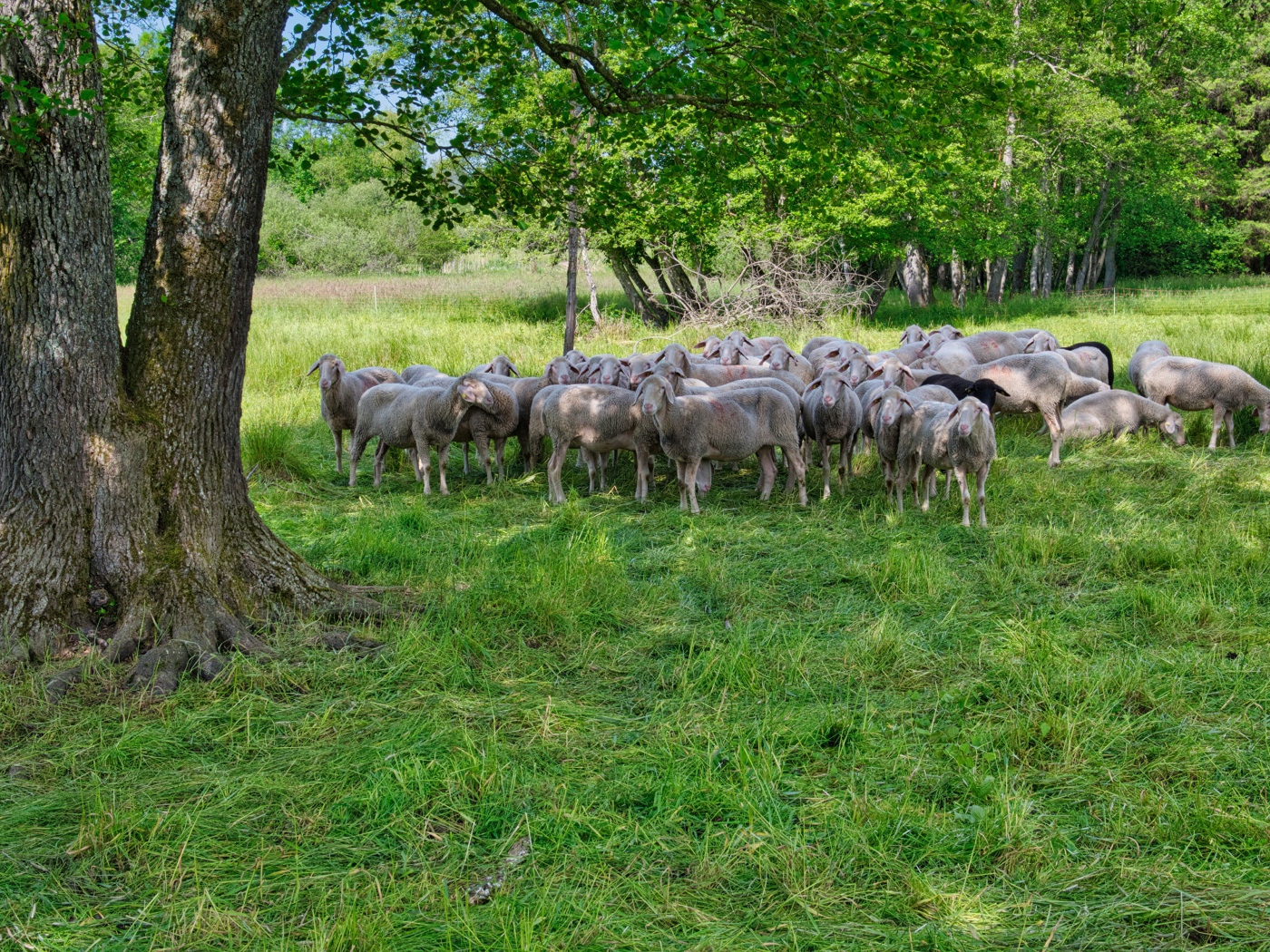 Стадо овец пасется на зеленой траве под деревом