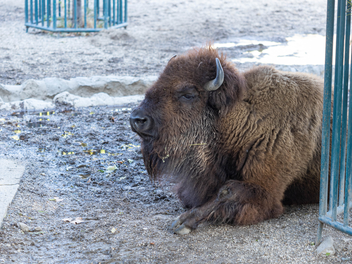 Big American bison lies in the mud