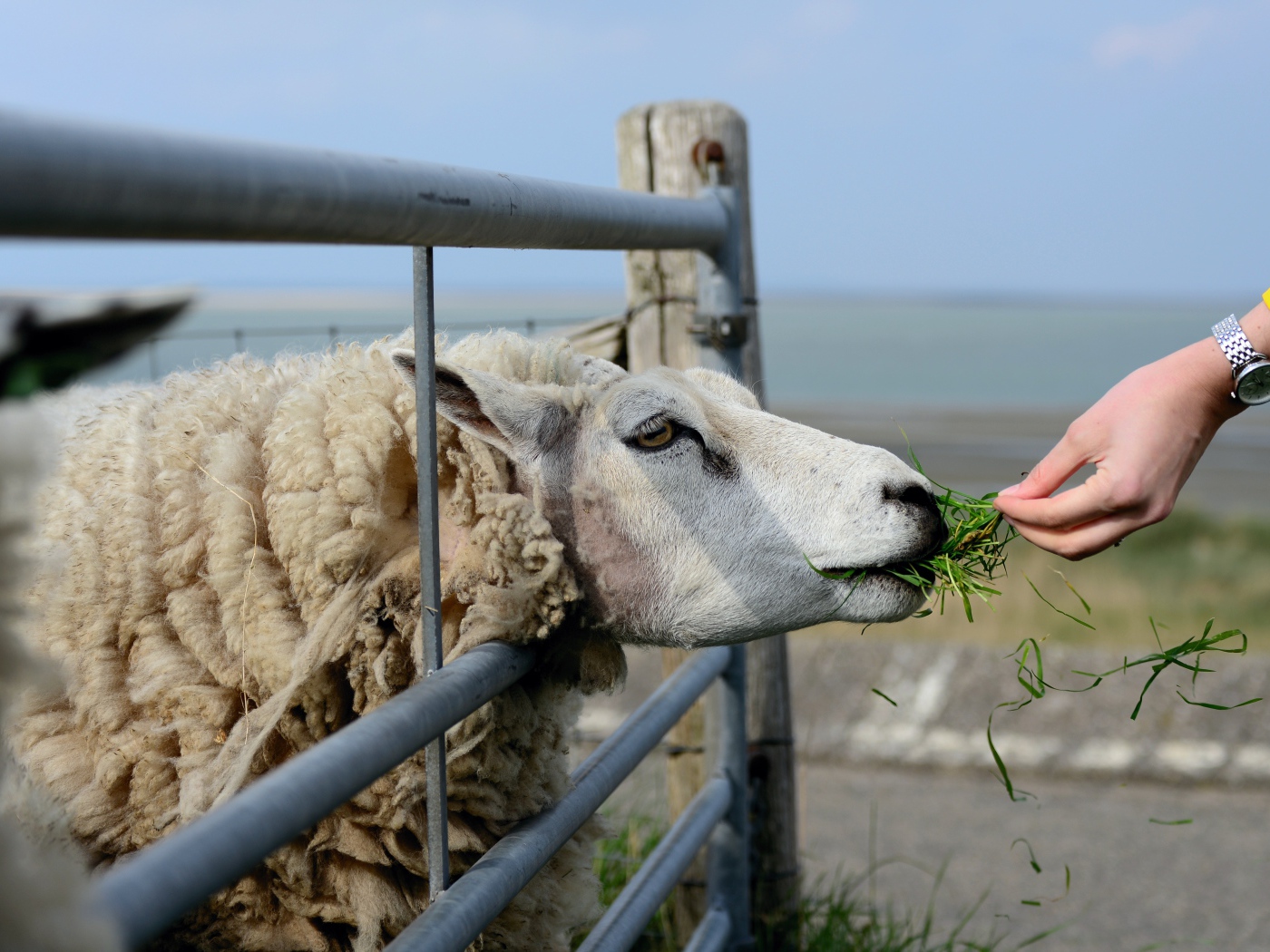 Большая пушистая овца ест траву на ферме 