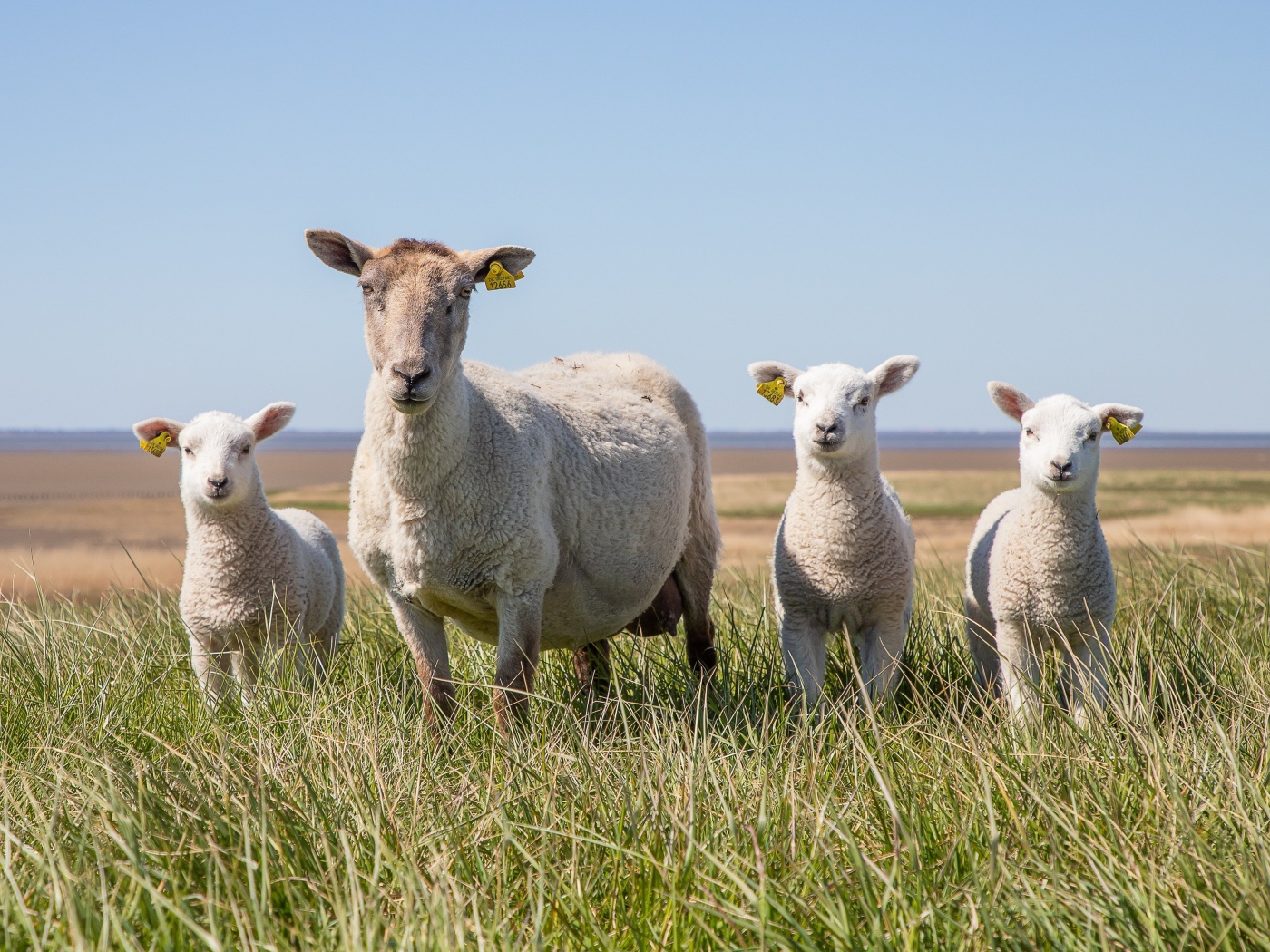 Большая овца с ягнятами на зеленой траве 