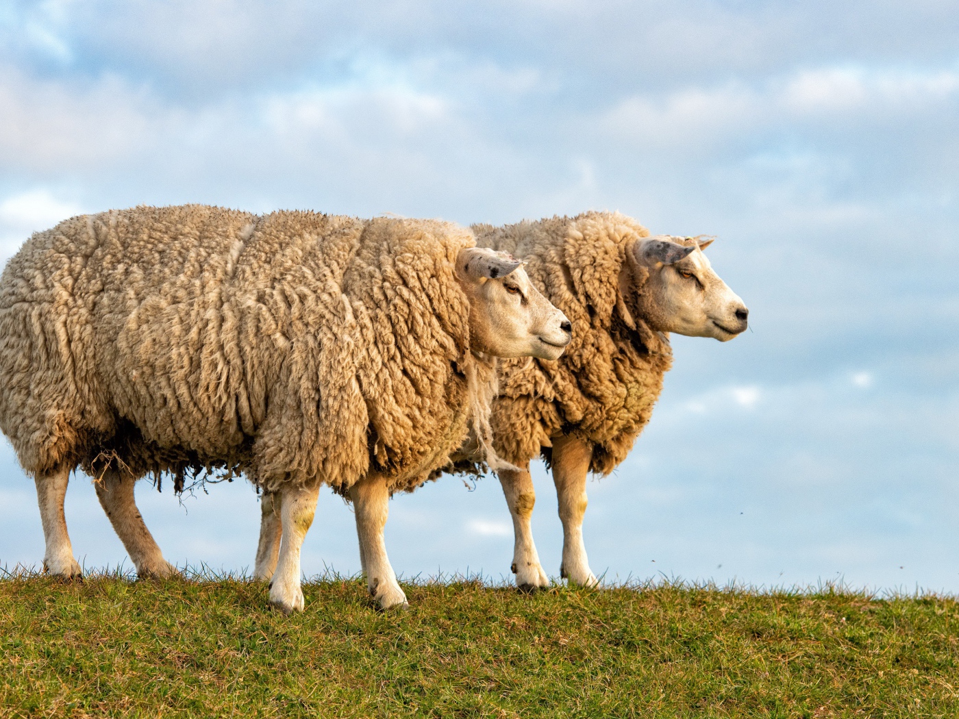 Две большие лохматые овцы на поле 