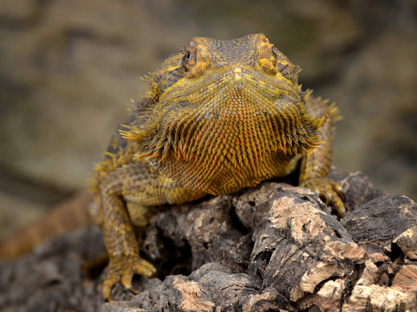 Большая игуана сидит на сухой коряге