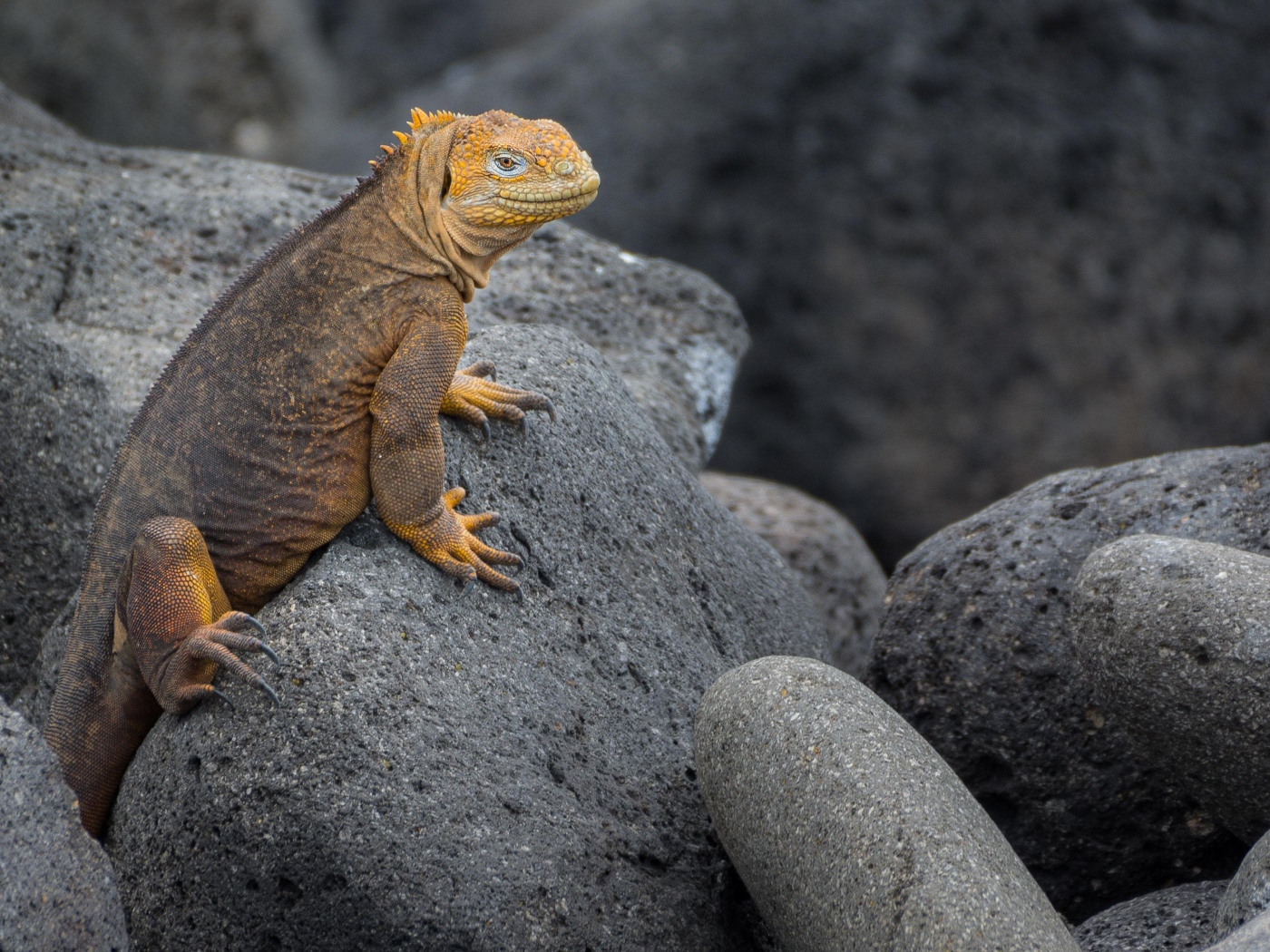 Big iguana sits on gray stones