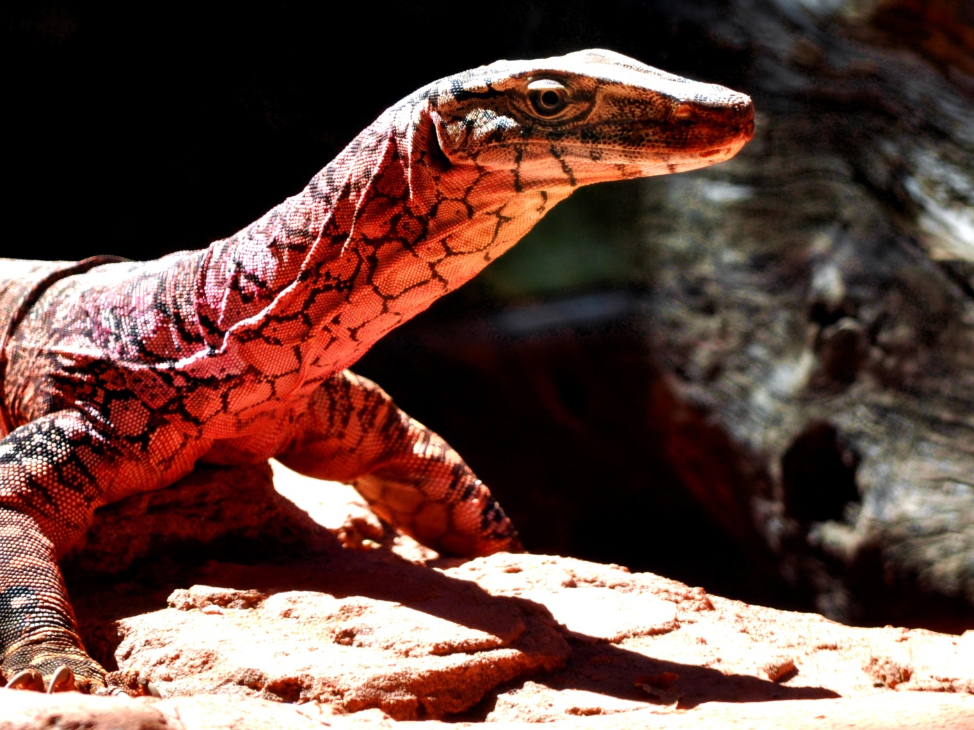 Большой варан стоит на камнях под солнцем