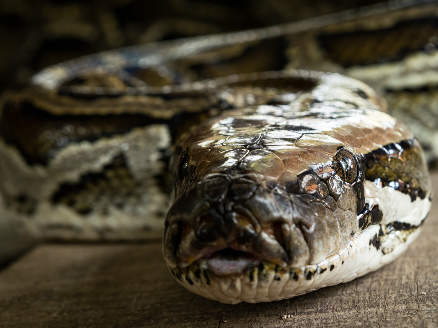 Большой питон крупным планом 