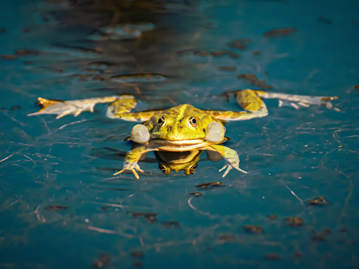 Зеленая лягушка в водоеме
