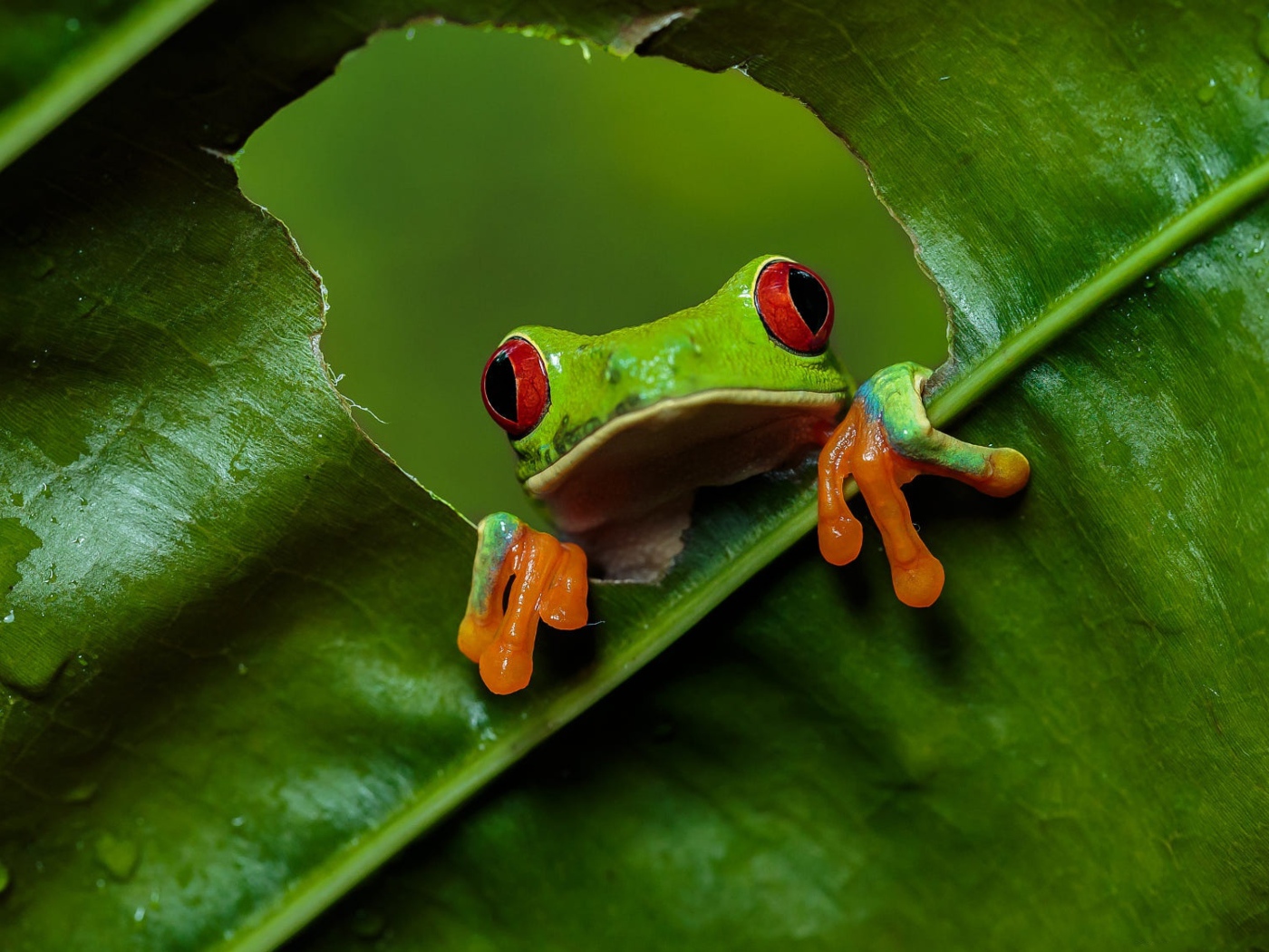 Зеленая красноглазая квакша сидит на зеленом листе