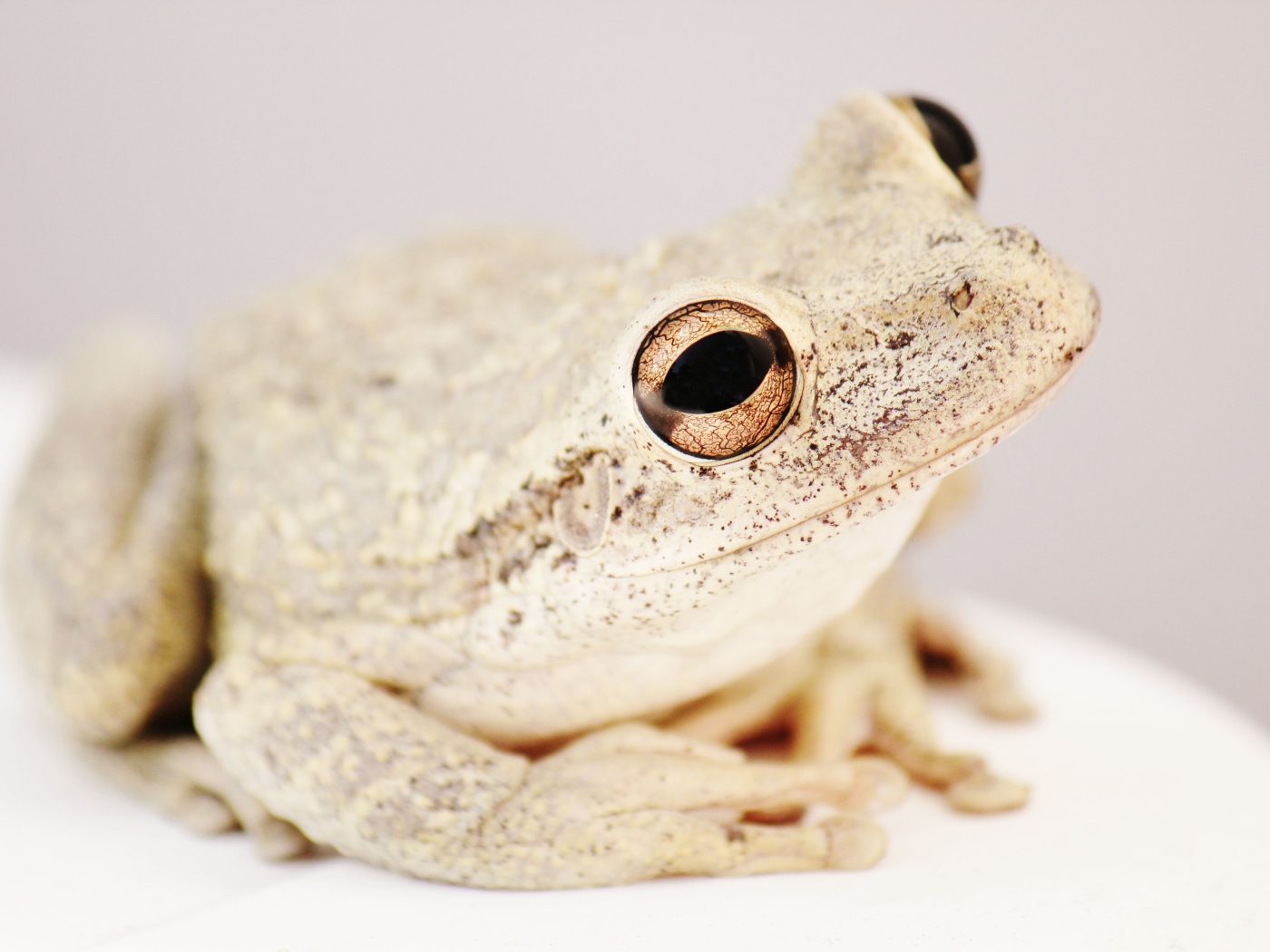 Большая белая амфибия 