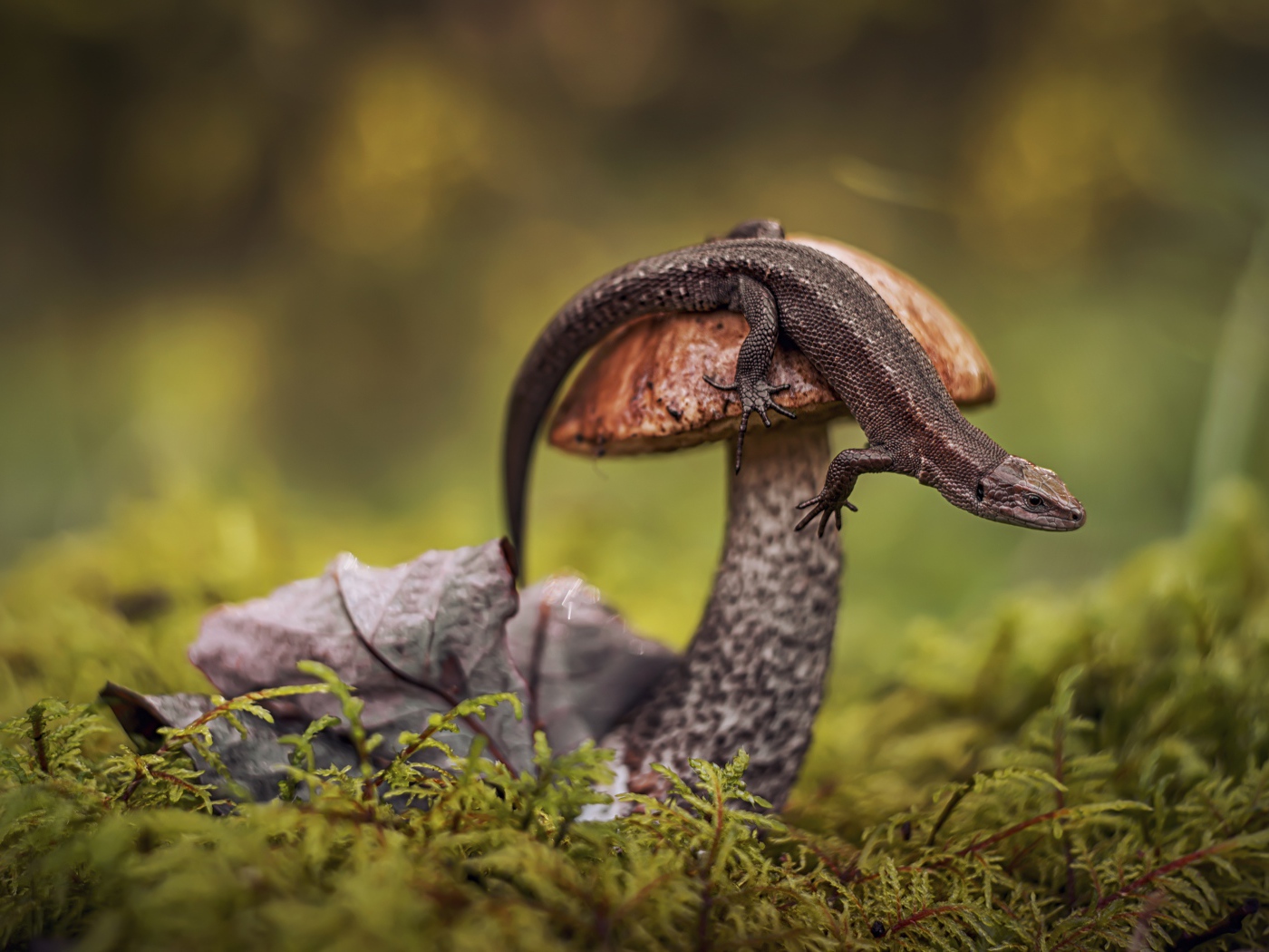 Ящерица сидит на грибе в лесу