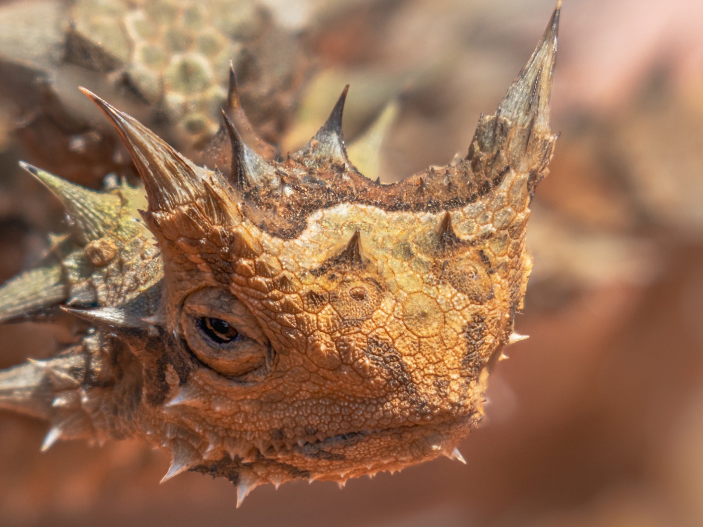 Жабовидная ящерица крупным планом 