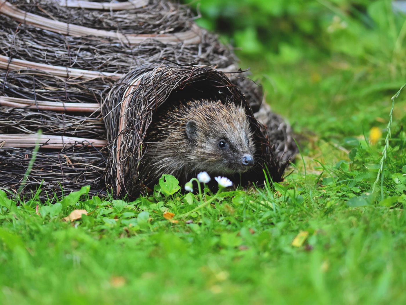 Маленький колючий еж вылезает из домика