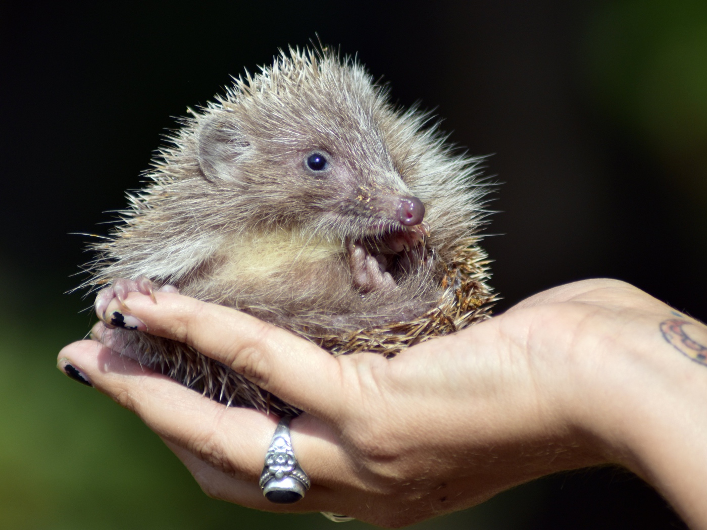 Маленький колючий еж лежит на руке