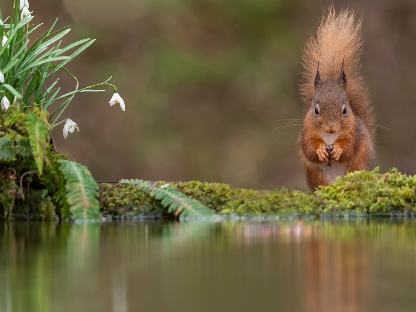 Белка с пушистым хвостом грызет орех у воды