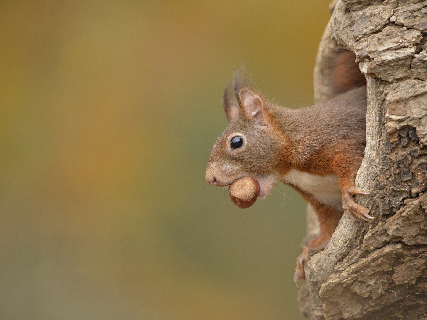 Белка с лесным орехом в зубах сидит в дупле 