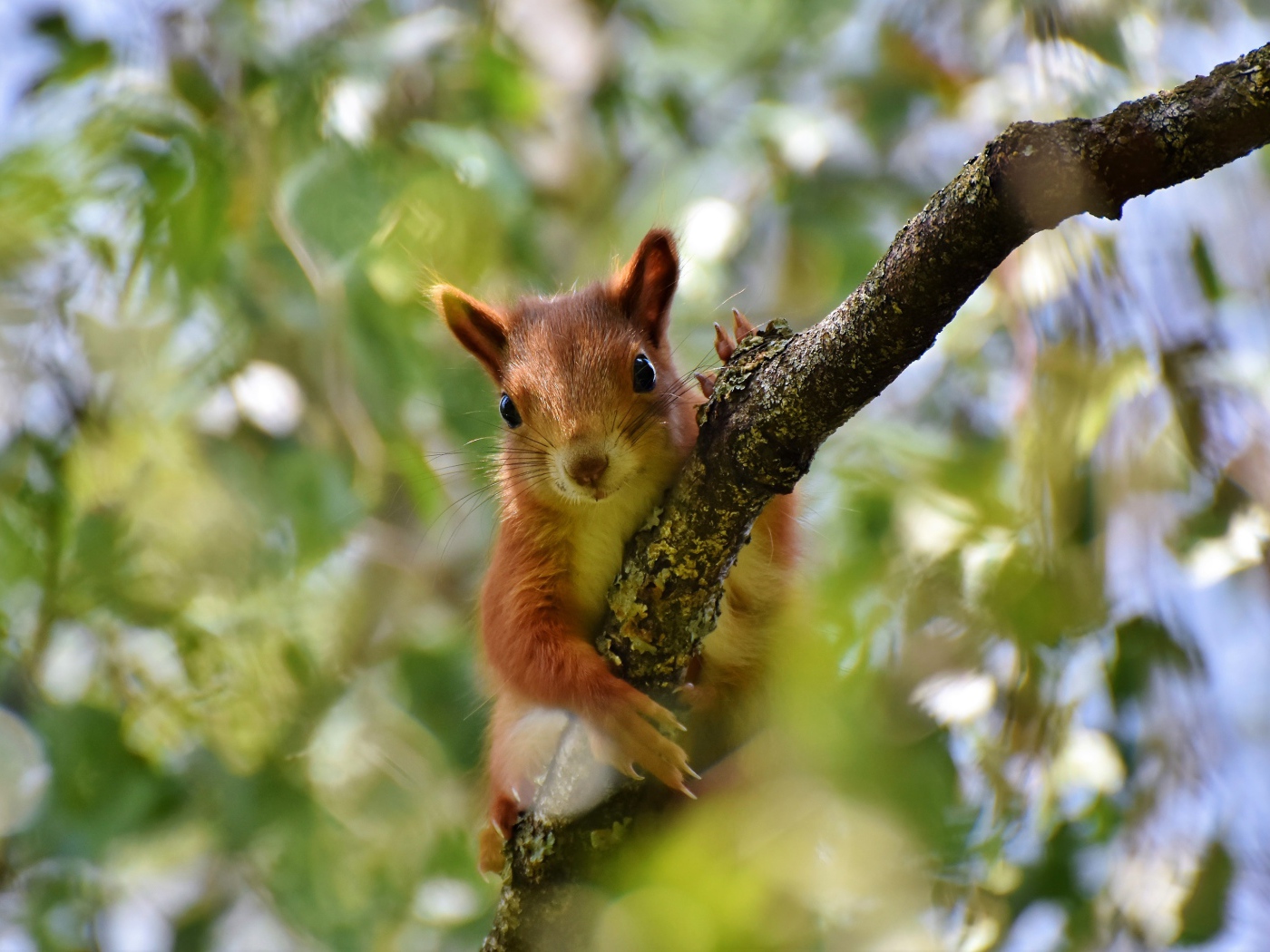 Милая рыжая белка сидит на ветке 