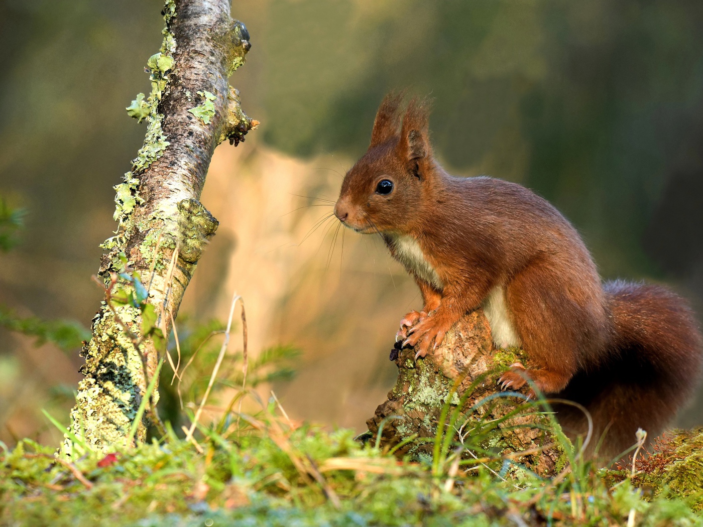 Милая рыжая белка сидит на покрытой мхом коряге 