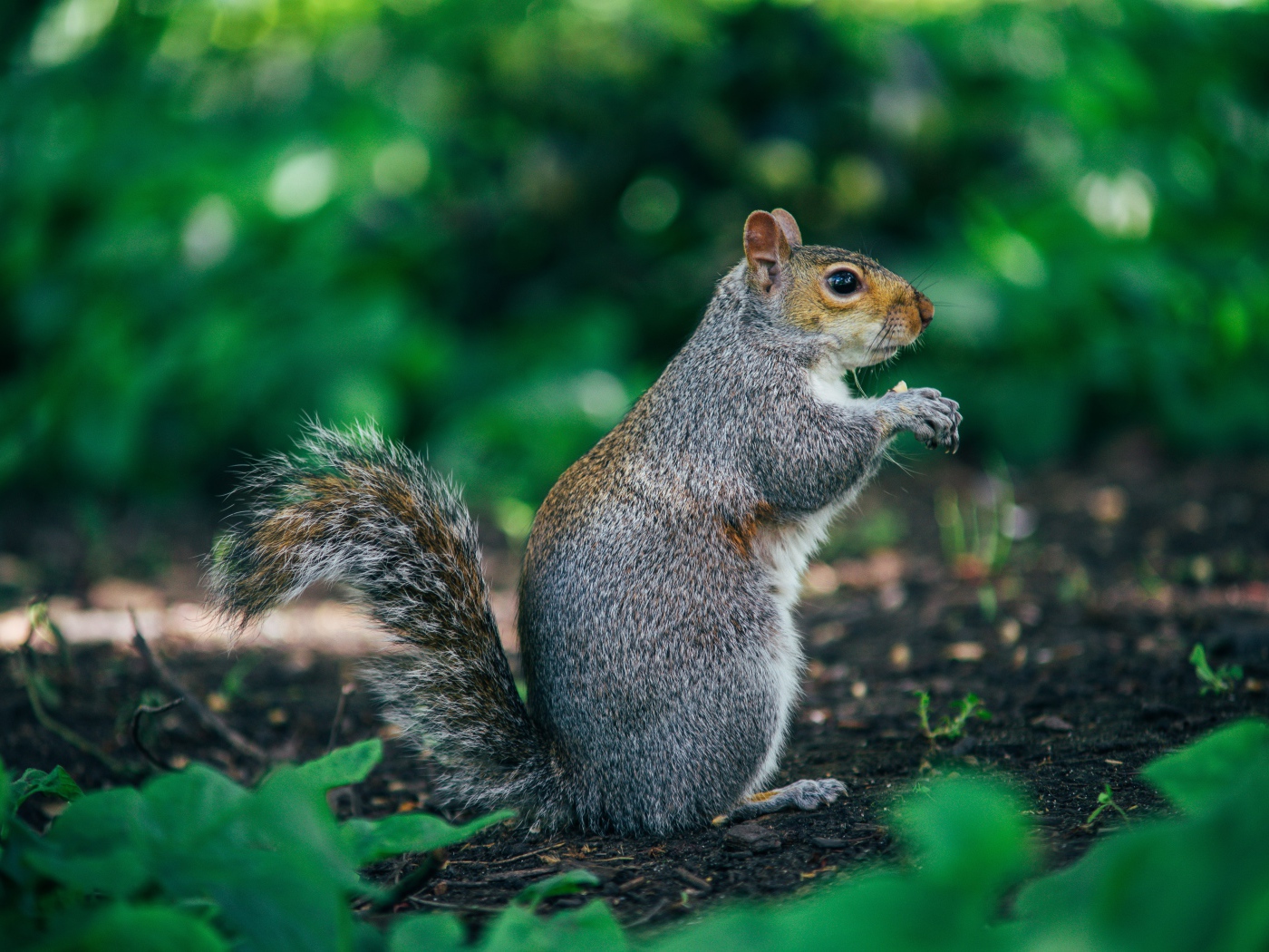 Пушистая серая белка на земле 