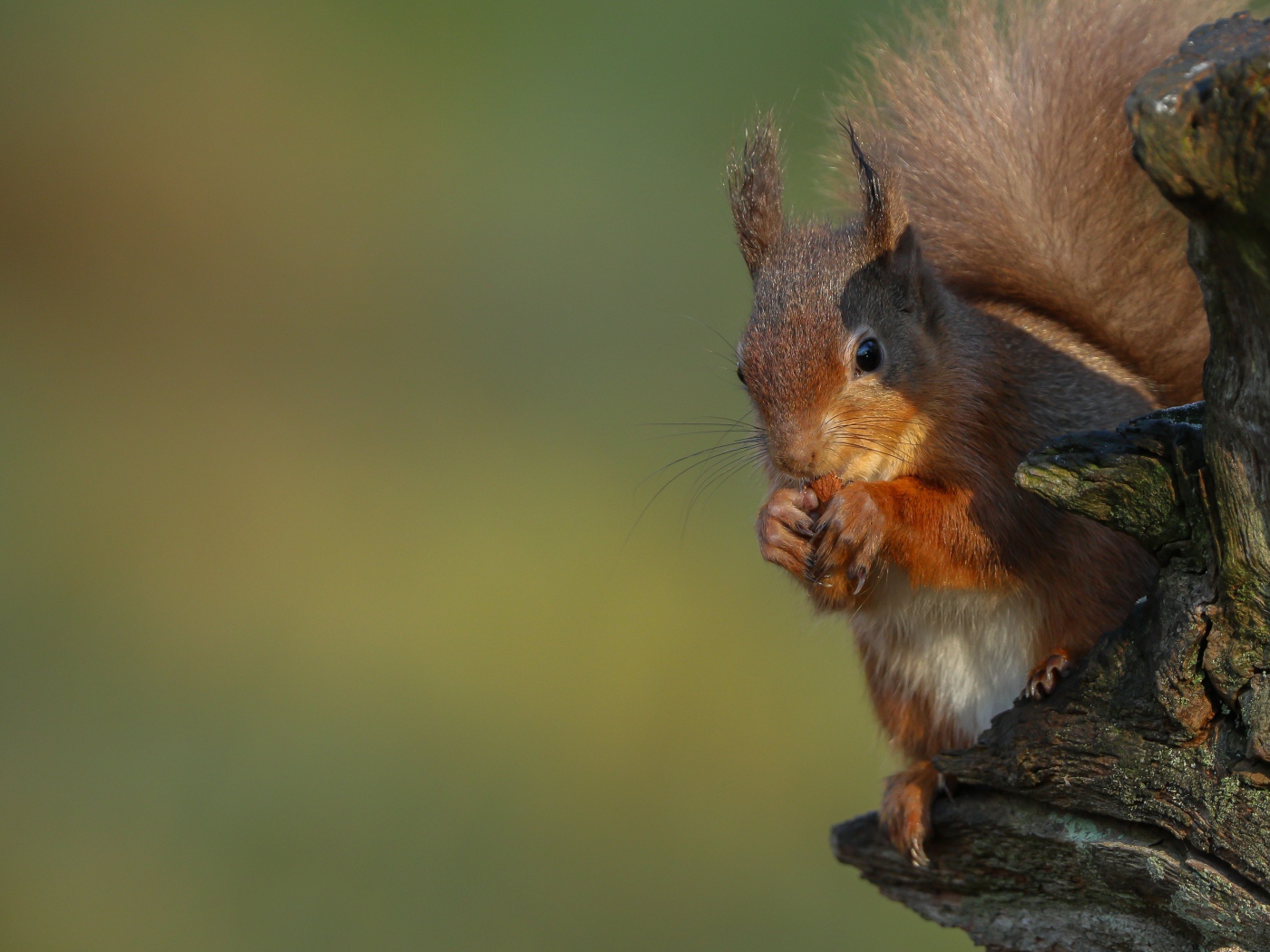 Fluffy red squirrel nibbles a nut on a tree