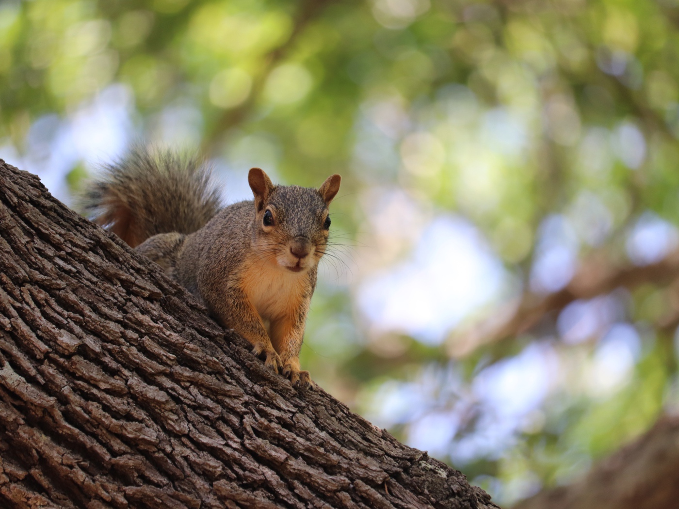 Забавная быстрая рыжая белка сидит на дереве